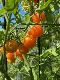 Solanum