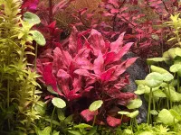 Alternanthera
