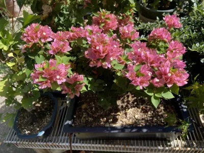 Bougainvillea spectabilis