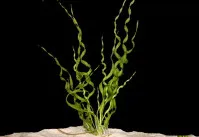 Helanthium