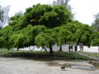 Ficus