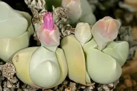 Gibbaeum
