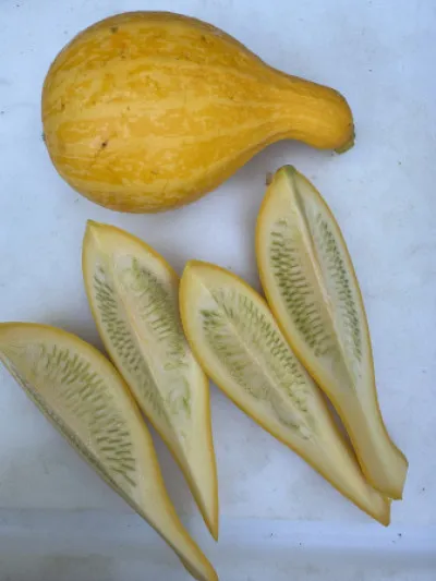 Cucurbita moschata