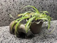Chlorophytum