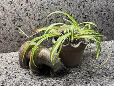 Chlorophytum comosum