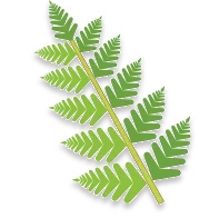 Ferns