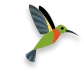 Hummingbirds