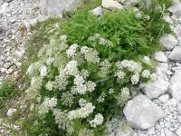 Pimpinella