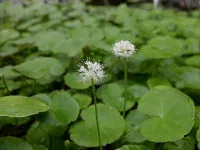 Hydrocotyle