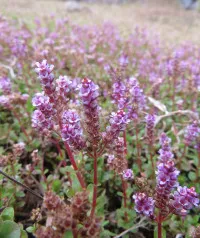 Rotala
