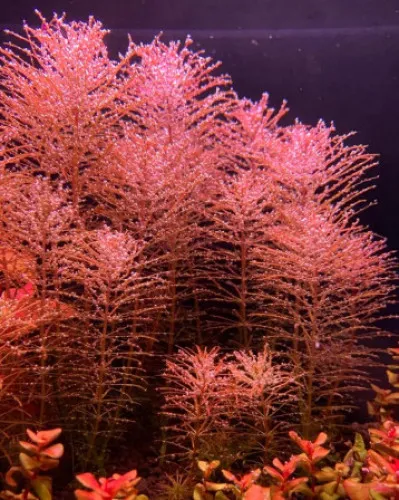 Rotala wallichii