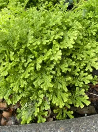 Selaginella