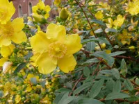 Hypericum