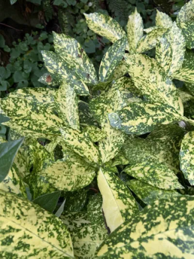 Aucuba japonica