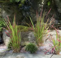 Imperata