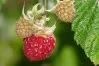 Red Rubus