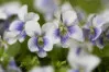 White Viola