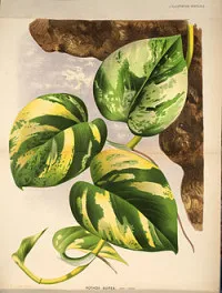 Epipremnum