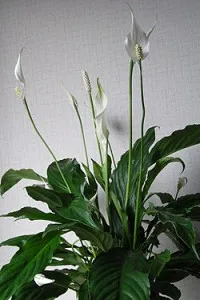 Spathiphyllum