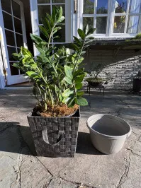 Zamioculcas