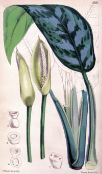 Aglaonema