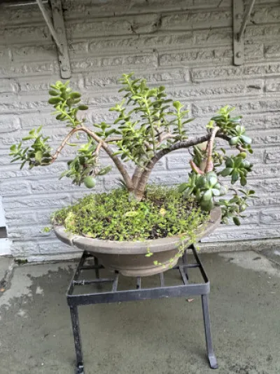 Crassula ovata
