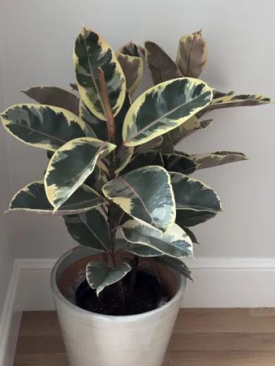 Ficus elastica