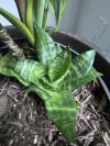 Dracaena trifasciata Hahnii