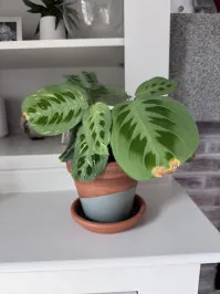 Marantaceae