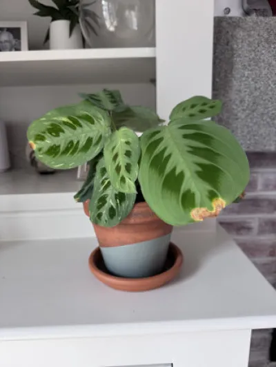 Maranta leuconeura