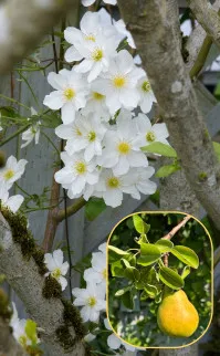 Pyrus