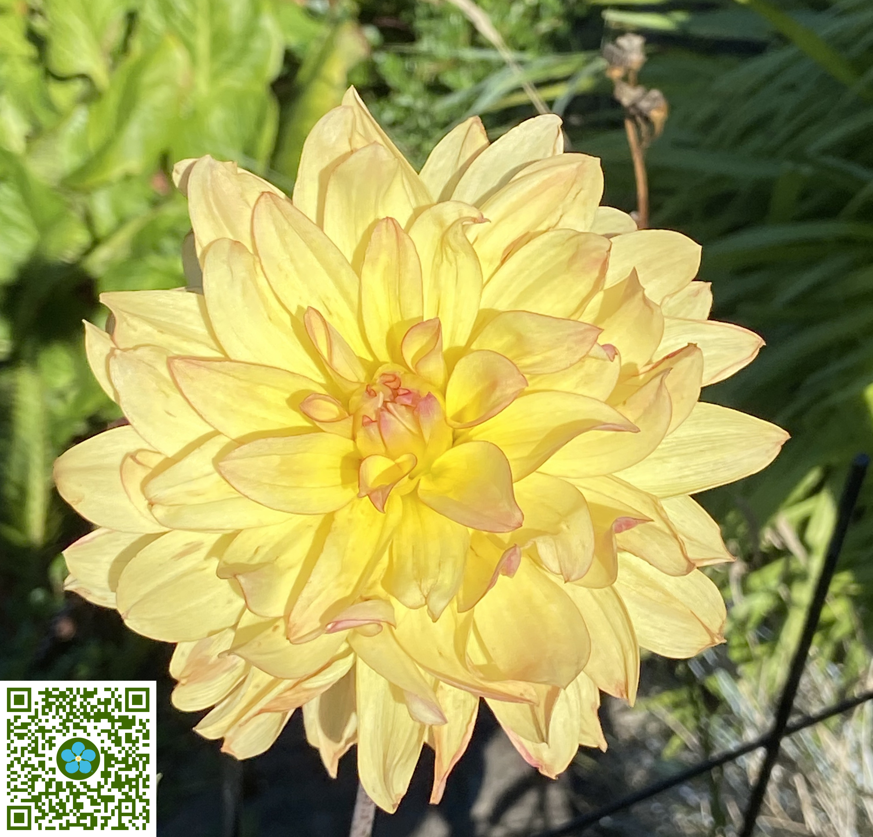 Dahlia pinnata | Dahlia - PlantShare