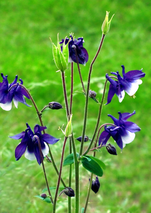 Aquilegia vulgaris | Common Columbine - PlantShare LLC