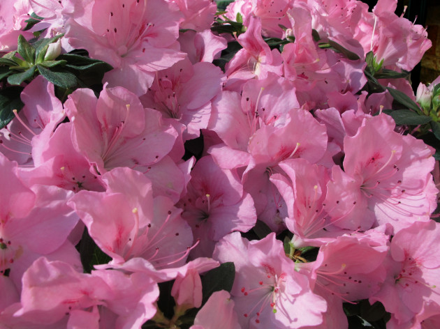Rhododendron indicum | Satsuki azalea | Pink Azalea