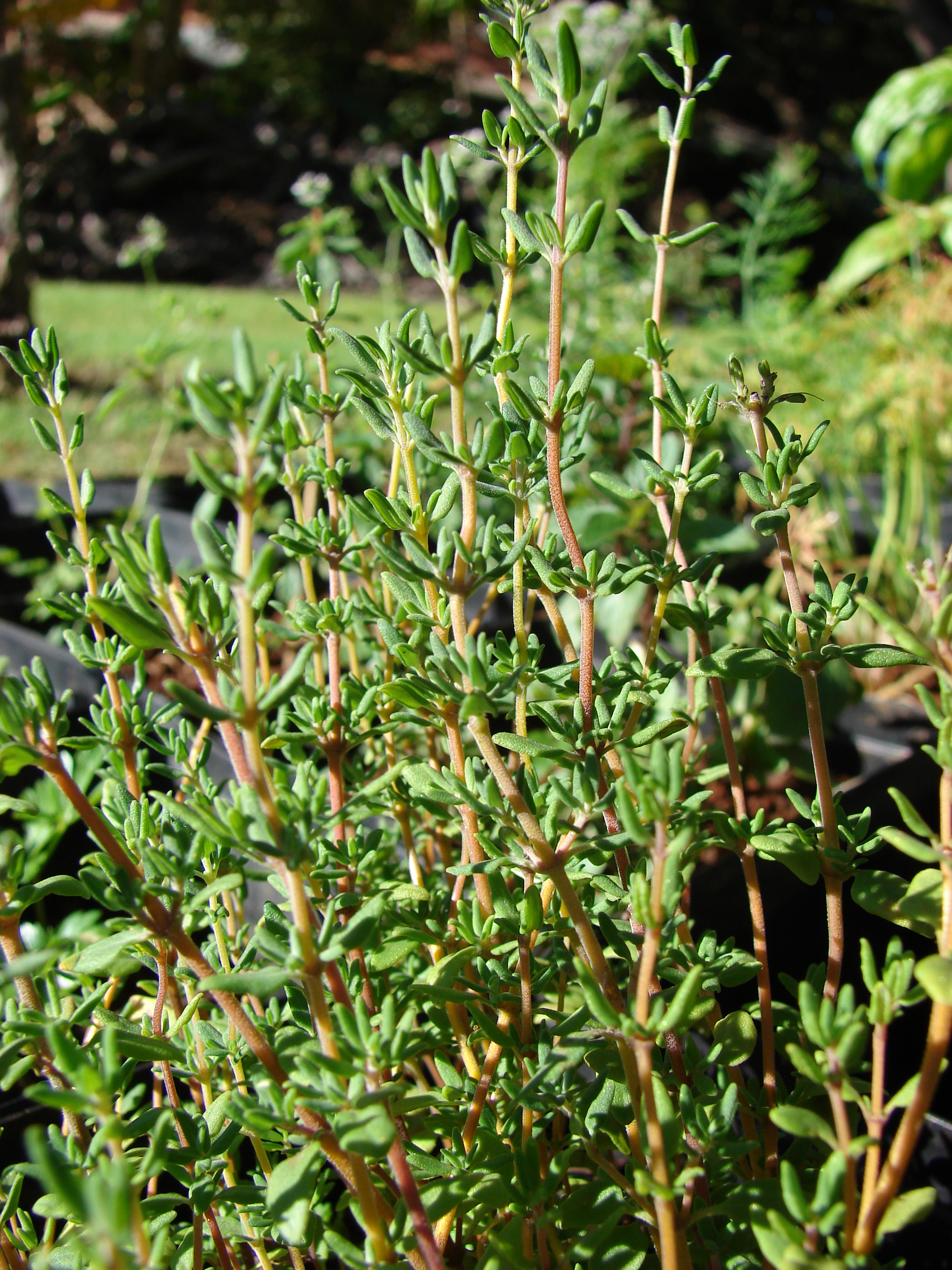 Thymus vulgaris Common Thyme PlantShare