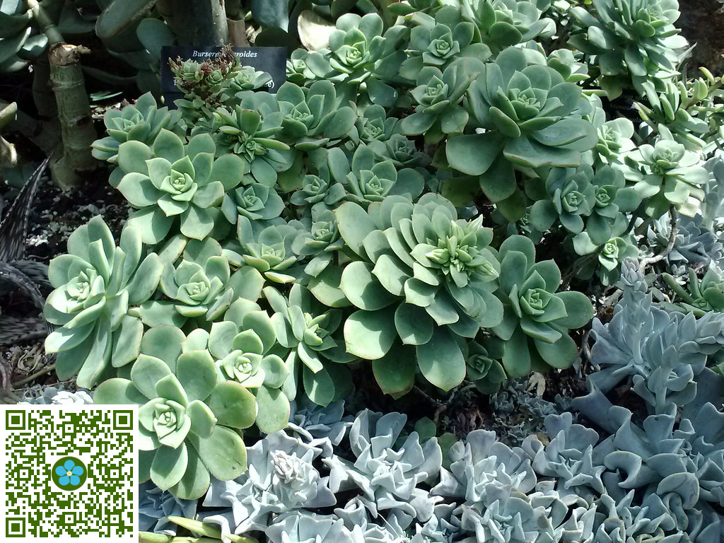 Aeonium haworthii | Haworth's Aeonium - PlantShare