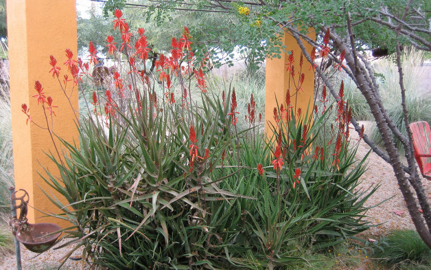 Aloe dawei | Dawe's Aloe - PlantShare LLC