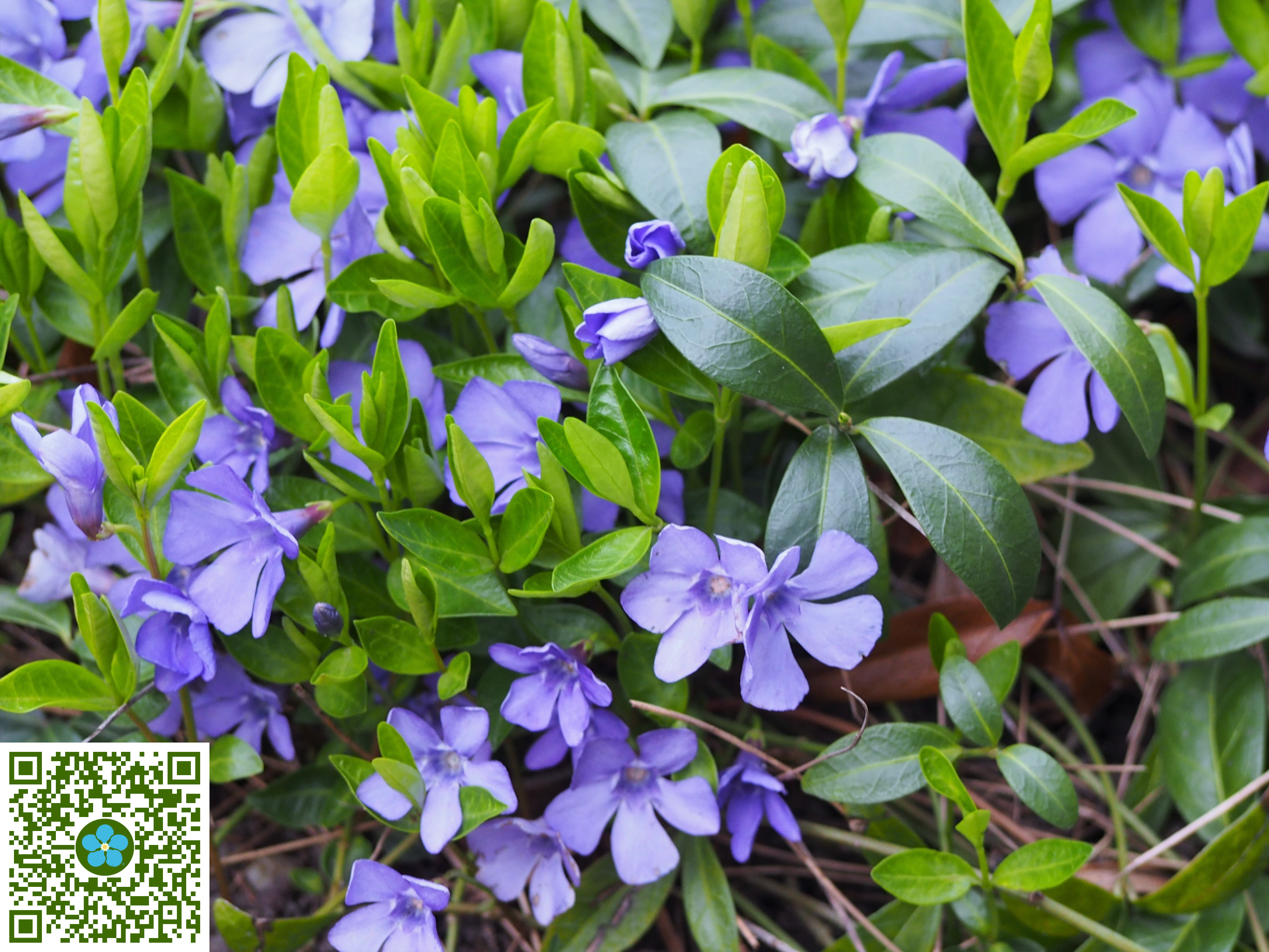 vinca-minor-periwinkle-plantshare