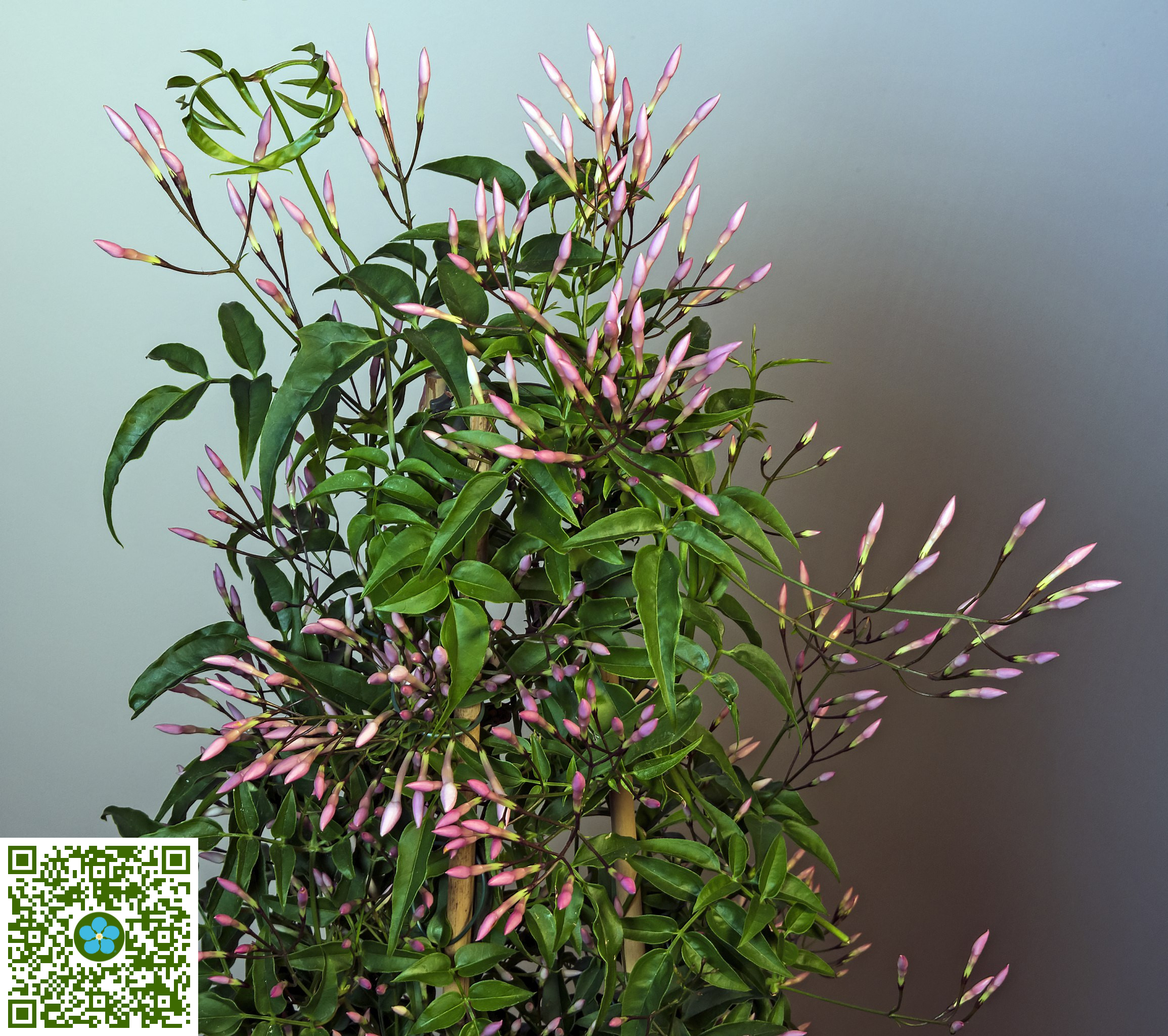 Jasminum polyanthum | Pink Jasmine - PlantShare