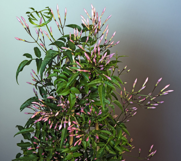Jasminum polyanthum | Pink jasmine - PlantShare LLC