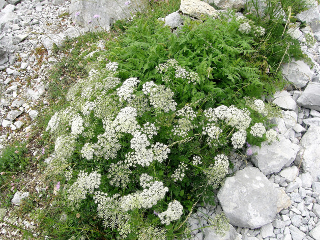 Pimpinella anisum | Anise - PlantShare LLC