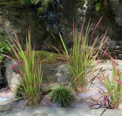 Imperata cylindrica var. rubra | Japanese blood grass | Red Imperata